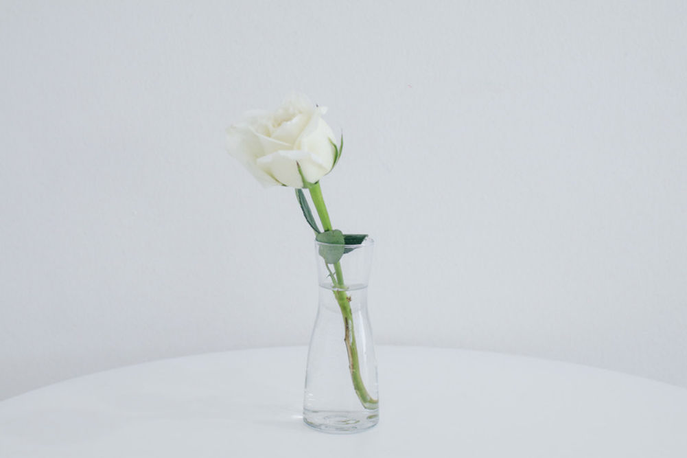 How to Keep Your Roses Alive